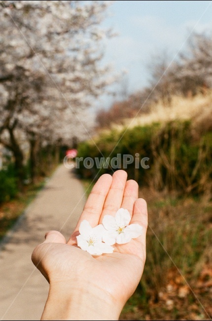 봄,벚꽃,손,hand,cherryblossom,spring,벚꽃잎,cherryblossomleaf,fallen,fallencherryblossom,떨어진,봄꽃,springflower,산책길,산책로,picnic,햇살,sunny,화창,하늘,sky,필름사진,filmphotography,film,sakura,봄,계절,spring,season,식물,자연,plants,nature,꽃,flower