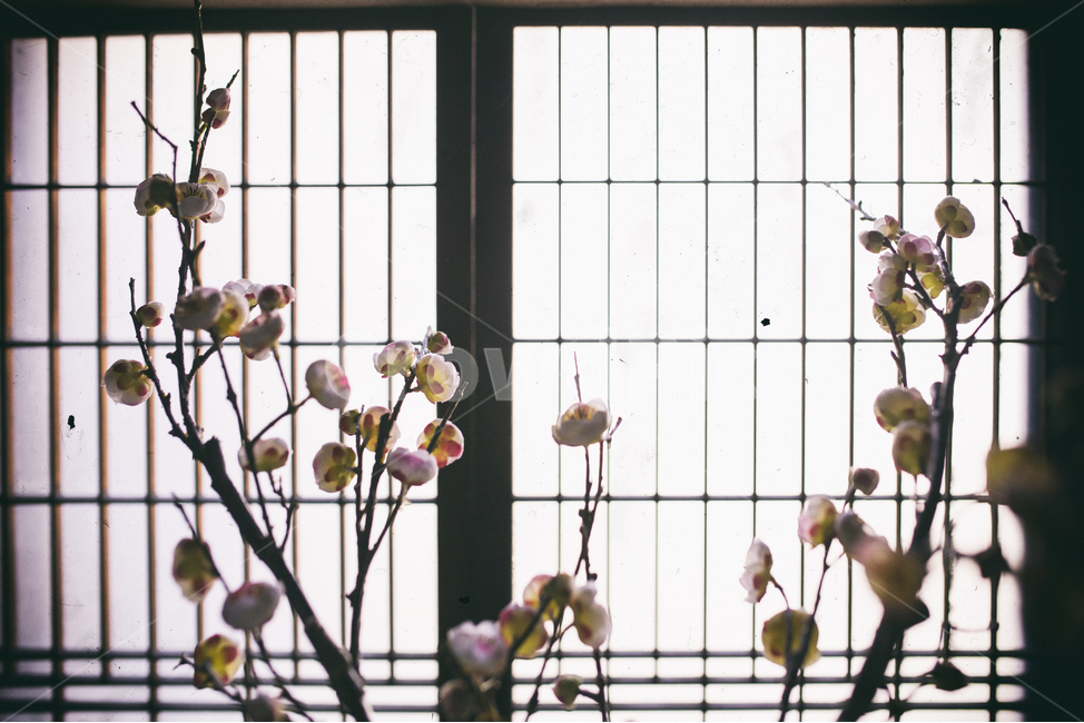 한국,정란각,아날로그,필름,부산,일식가옥,korea,analog,film,busan,japan,일본,식물,자연,plants,nature,꽃,flower,실내용화초,화분,화초,house plant,감성,sensible,feeling,인테리어,실내디자인,interior design