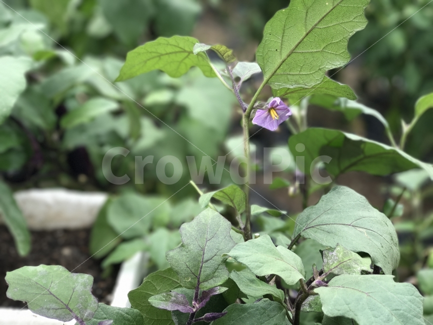 꽃,가지꽃,여름,풍경,보라색,식물,자연,plants,nature,꽃,flower