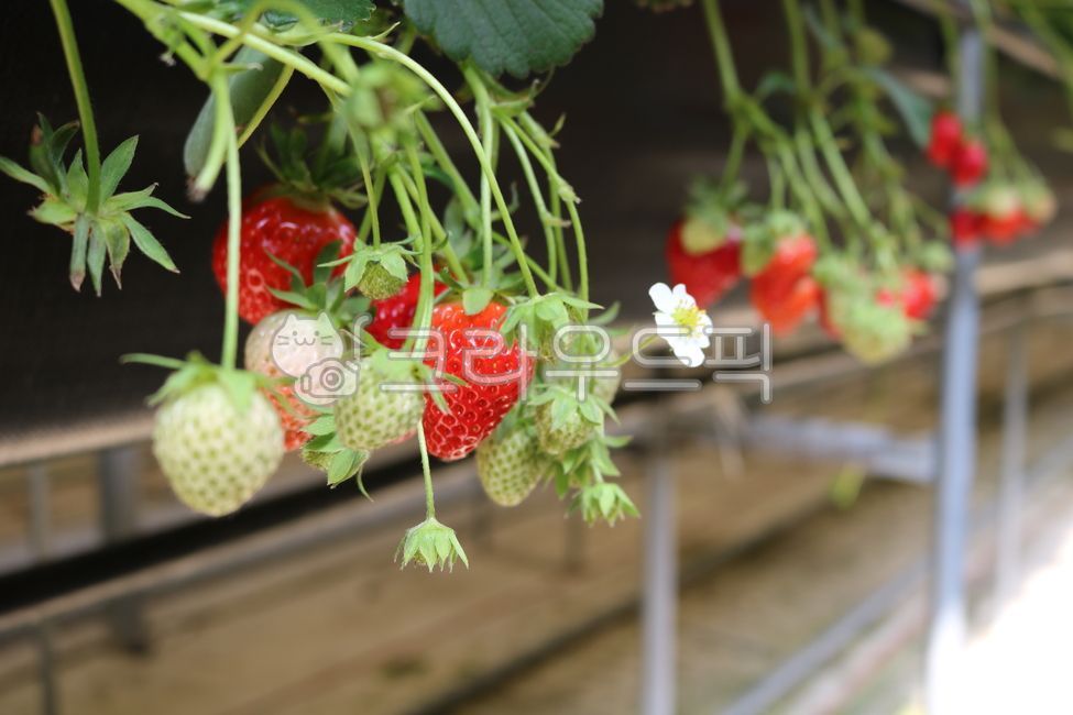 strawberry fruit,strawberry,strawberry flower,unripe strawberry,Ripening strawberries