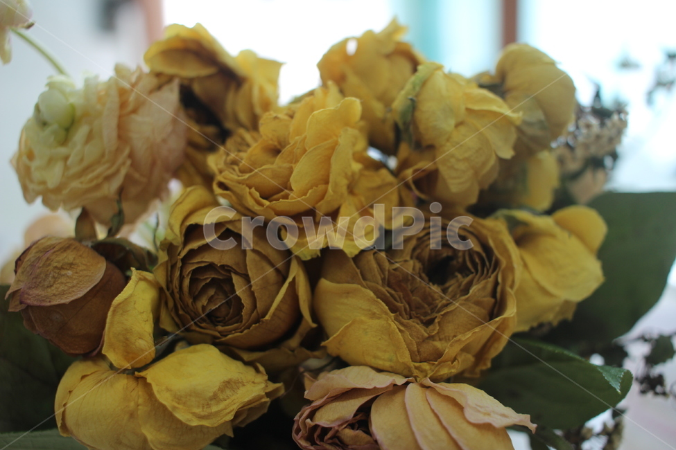 plant,식물,꽃,드라이플라워,장미,rose,flower,꽃다발,노란장미,yellowrose