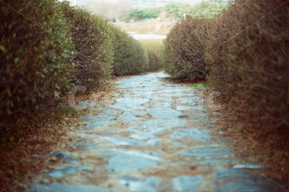 공원,산책,오솔길,숲길,풀,나무,park,walkway,trail,path,forest,tree,leaves,감성,sensible,feeling