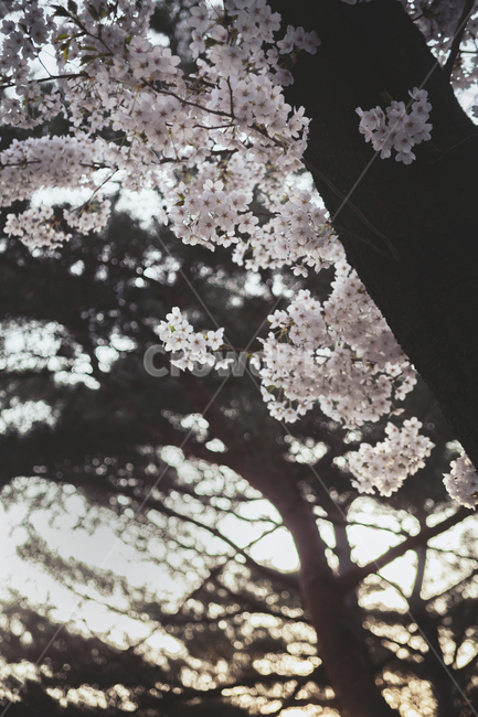 plant,식물,blossom,flower,꽃,벚꽃,벚나무,봄,봄날,오후,햇살,자연,cherryblossom