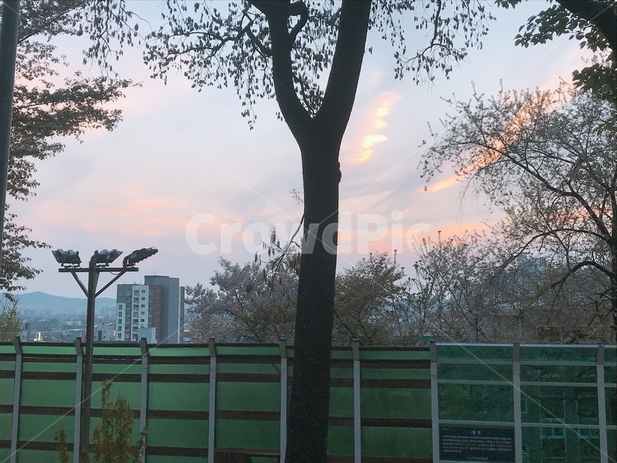 하늘,풍경,배경,나무,산책로