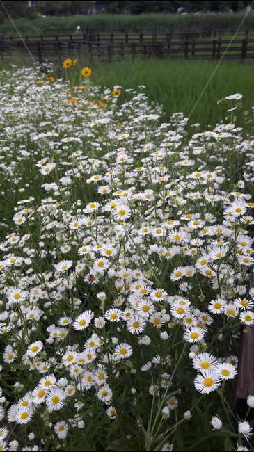 푸른수목원,개망초,들꽃,계란꽃,화해,식물,자연,plants,nature,꽃,flower