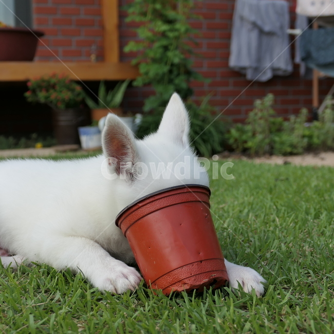 강아지,아기강아지,댕댕이,dog,garden,정원,귀여움,화분,puppy,babydog,whitedog,동물,animal,포유류,mammal,개,강아지,dog,doggy