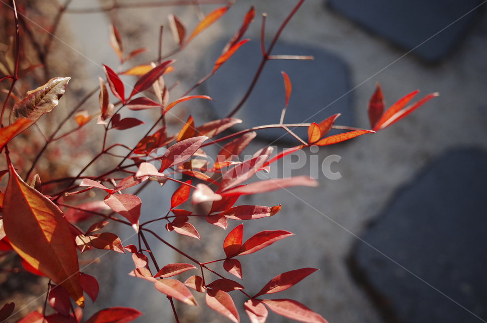 leaf,잎,plant,식물,tree,나무,maple,단풍,red,붉은,빨간