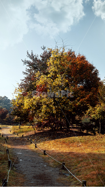 tree,나무,plant,식물,단풍,가을,계절,fall,autumn,season,자연,풍경,nature,landscape
