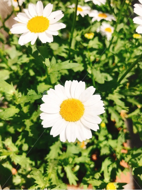 식물,데이지,꽃,daisy,plant,flower,식물,자연,plants,nature,꽃,flower