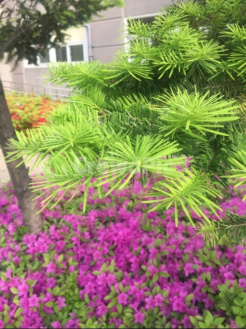 솔나무,소나무,소나무잎,pinetree,pineneedles