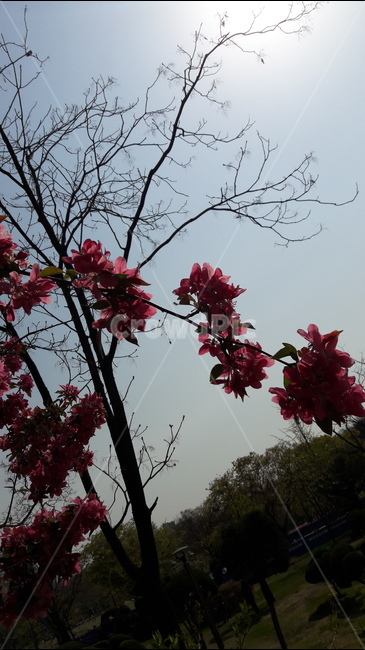 하늘,햇살,봄,붉은,나무,봄,계절,spring,season,식물,자연,plants,nature,꽃,flower,plant,leaf,잎,tree