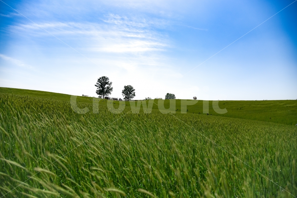 풍경,하늘,나무,자연,구름,호밀밭,자연,풍경,nature,landscape,field,들,outdoors,옥외,grassland,목초지,grass,잔디,plant,식물