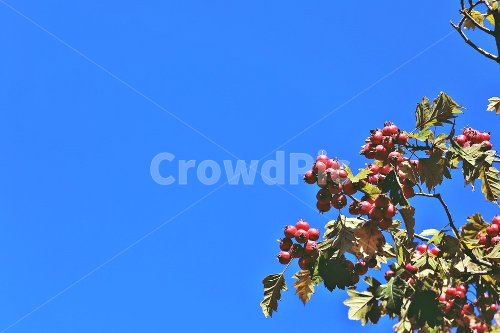 나무열매,파란하늘,하늘,bluesky,treefruit,식물,자연,plants,nature,과일,열매,fruit