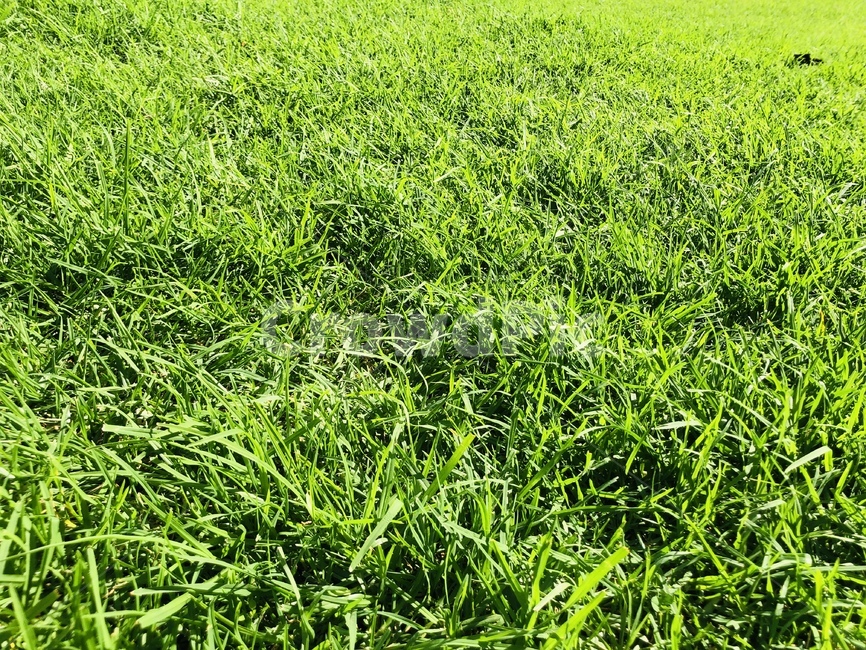 식물,잔디,자연,공원,풍경