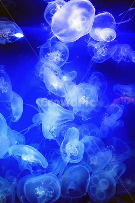 수족관,물고기,동물,해양,생물,심해,바다,sealife,해파리,invertebrate,jellyfish,무척추동물,swimming,aquarium,동물,animal