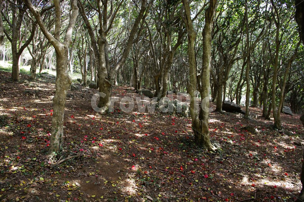 숲,낙화,동백나무,동백꽃,꽃,flower,계절,봄,spring,식물,자연,plants,nature,나무,trees,wood