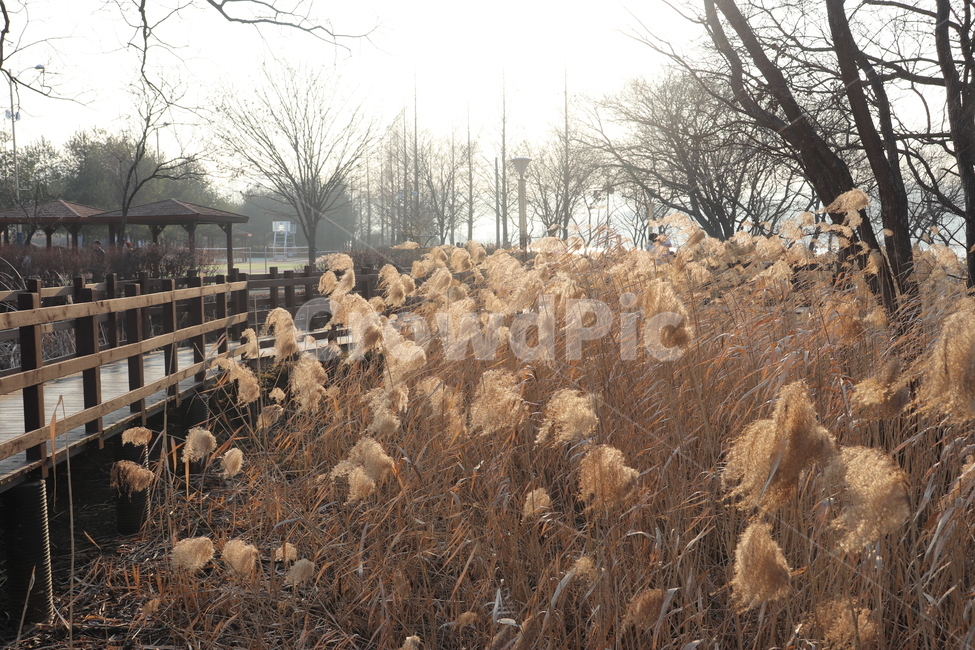 갈대,나무,자연,꽃,풍경,가을,계절,fall,autumn,season,자연,풍경,nature,landscape,grass,잔디,plant,식물,lawn,reed