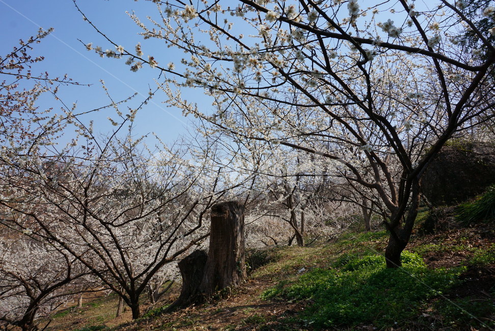 매화마을,매화나무,봄꽃,봄,매화,봄,계절,spring,season,자연,풍경,nature,landscape,tree,나무,tree trunk,나무 줄기,plant,식물
