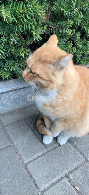 길고양이,고양이,추워하는고양이,비맞은고양이,갈색고양이