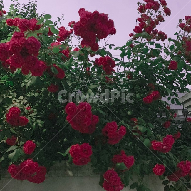 장미,밤장미,꽃,꽃감성,식물