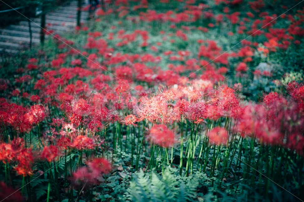 꽃,꽃무릇,감성,스냅,식물,식물,자연,plants,nature,꽃,flower,감성,sensible,feeling