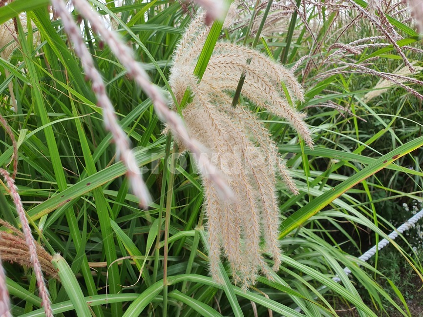 억새,식물,plant,잔디,갈대,하늘공원,가을,계절,fall,autumn,season,grass,lawn,reed