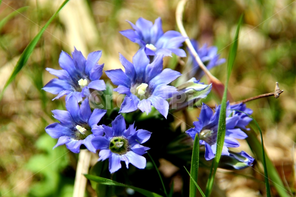 식뭏,봄,야생화,구슬붕이,보라색,식물,자연,plants,nature,꽃,flower