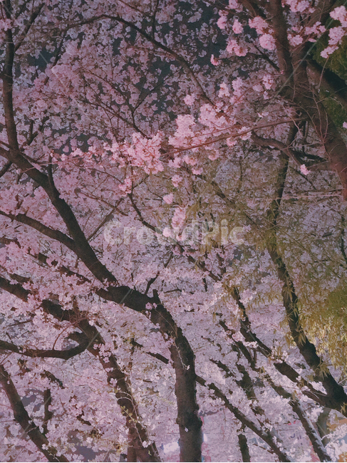 벚꽃,봄,꽃,분홍,자연,식물,pink,spring,flower,나무,밤,봄,계절,spring,season,plant,blossom,cherry blossom