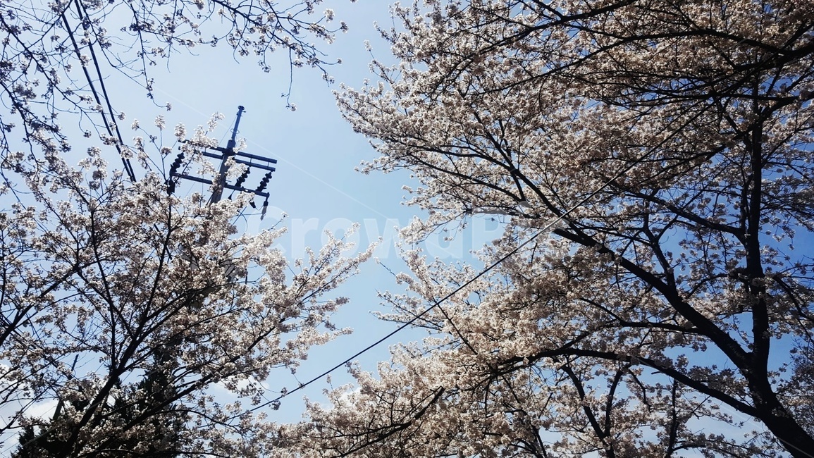 자연,벚꽃,하늘,나무,산,자연,풍경,nature,landscape,plant,식물,blossom,꽃,cherry blossom,flower