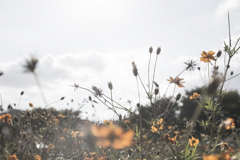울산,태화강,들꽃,역광,스트로보,포커싱아웃,식물,자연,plants,nature,꽃,flower,휴식,힐링,rest,relaxation,healing