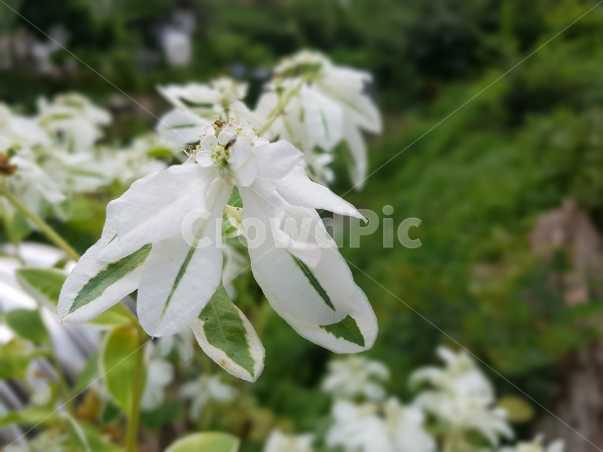 식물,산,하얀꽃,설악초,plant,자연,flower,잎,nature,실외,낮,환경,꽃잎