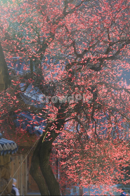 흑매화,봄,힐링,쉼,한국의미,봄,계절,spring,season,한국전통,한국문화,korean traditional,korean culture,식물,자연,plants,nature,나무,trees,wood