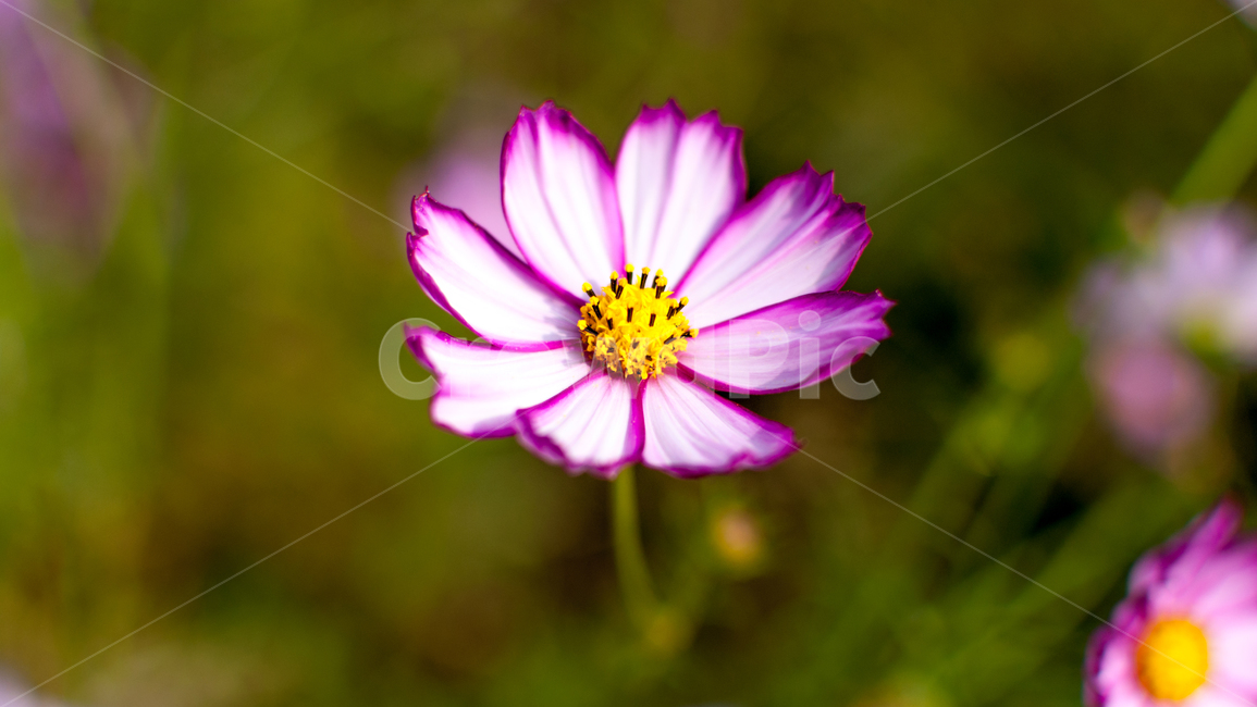코스모스,꽃,식물,가을꽃,cosmos,가을,계절,fall,autumn,season,자연,plants,nature,flower,가을,계절,fall,autumn,season,식물,자연,plants,nature,꽃,flower,plant