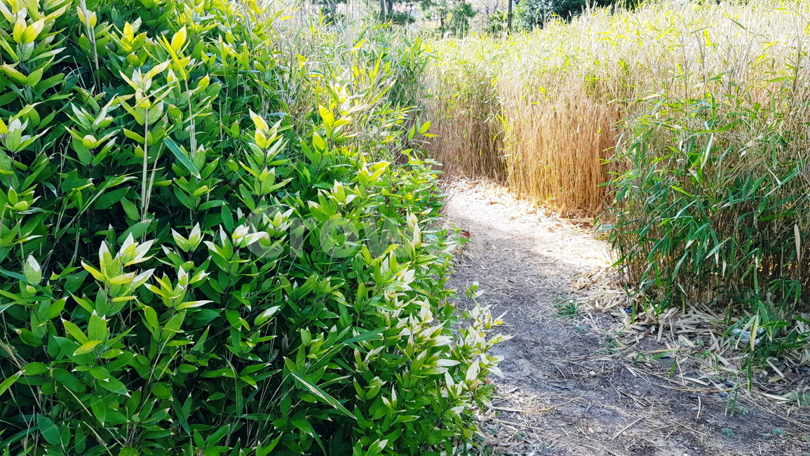 대나무,대나무숲,공원,정원,숲,나무,자연,풍경,nature,landscape,plant,식물,grass,잔디