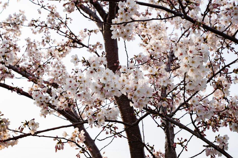 벚꽃,사쿠라,벚나무,spring,season,봄꽃,식물,나무,꽃,flower,감성,계절,시즌,sensitivity,warm,pink,봄,plants,nature,자연,봄,계절,spring,season,식물,자연,plants,nature,꽃,flower,plant,blossom