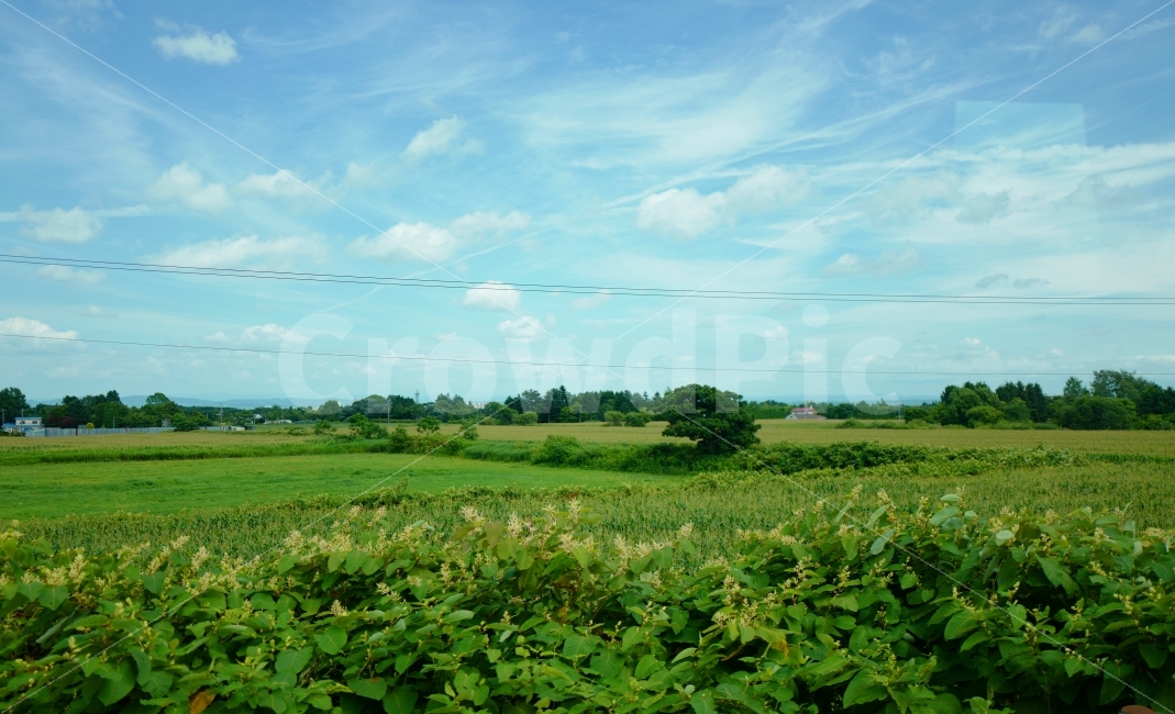 벌판,시골,시골풍경,들판,농촌,농작물,자연,풍경,nature,landscape,시골,마을,country,rural,town,field,들,outdoors,옥외,grassland,목초지