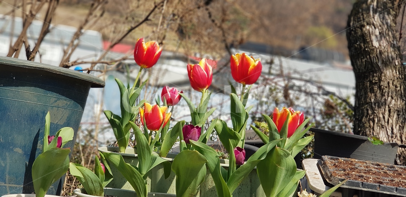 꽃,튤립,튤립꽃,화단,빨강꽃,봄,식물,자연,plants,nature,꽃,flower