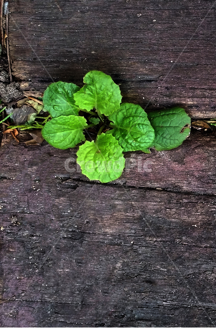 plant,식물,leaf,잎,생동