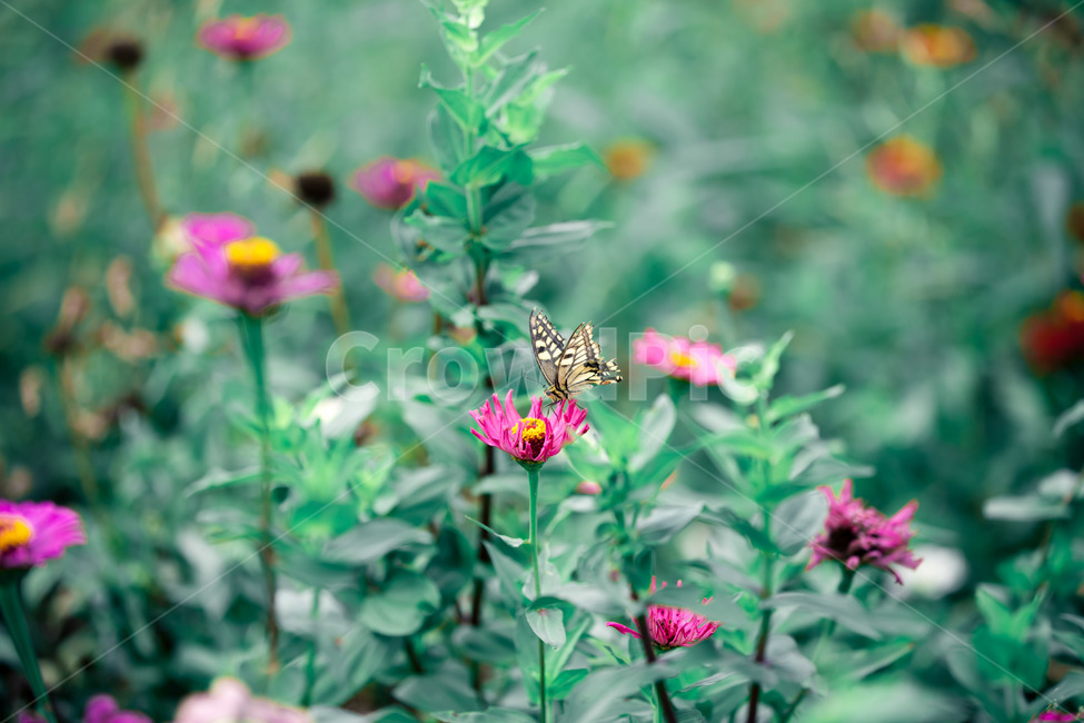 꽃,나비,녹색,여름,자연,식물,자연,plants,nature,꽃,flower,동물,animal,곤충,벌레,insect,bug