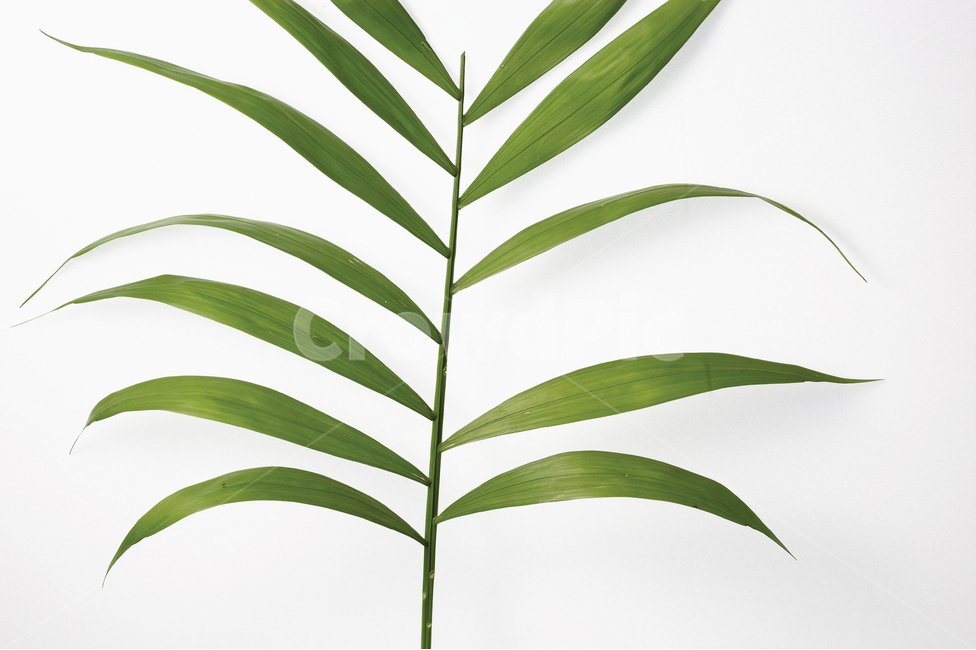풀,잎사귀,식물,탑앵글,탑뷰,프로젝트,식물,자연,plants,nature
