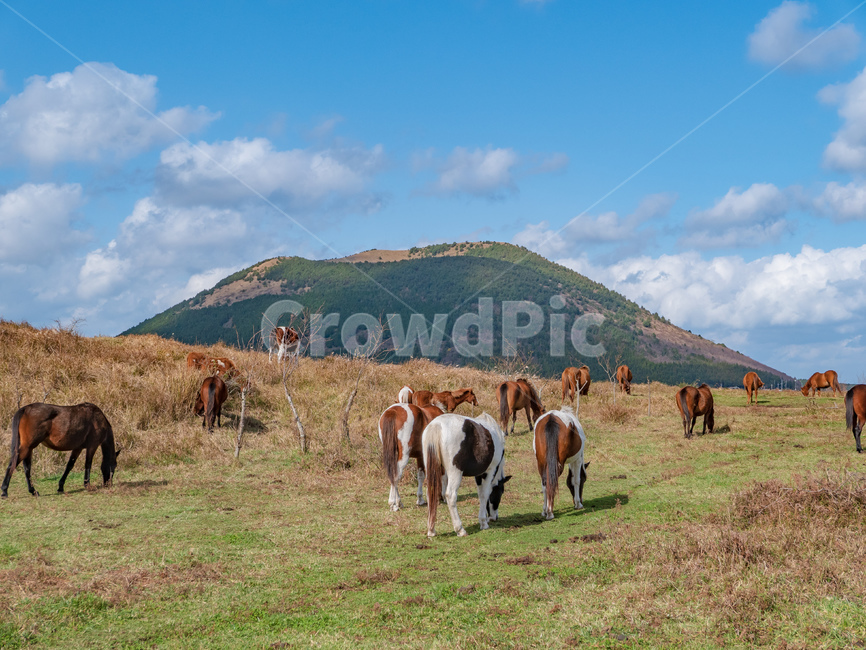 제주,제주도,jeju,landscape,풍경,용눈이오름,오름,말들,말,horse,들,field,nature,자연,목초지,grassland,outdoors,옥외,mammal,포유류,animal,동물,cattle,가축,동물,animal,포유류,mammal