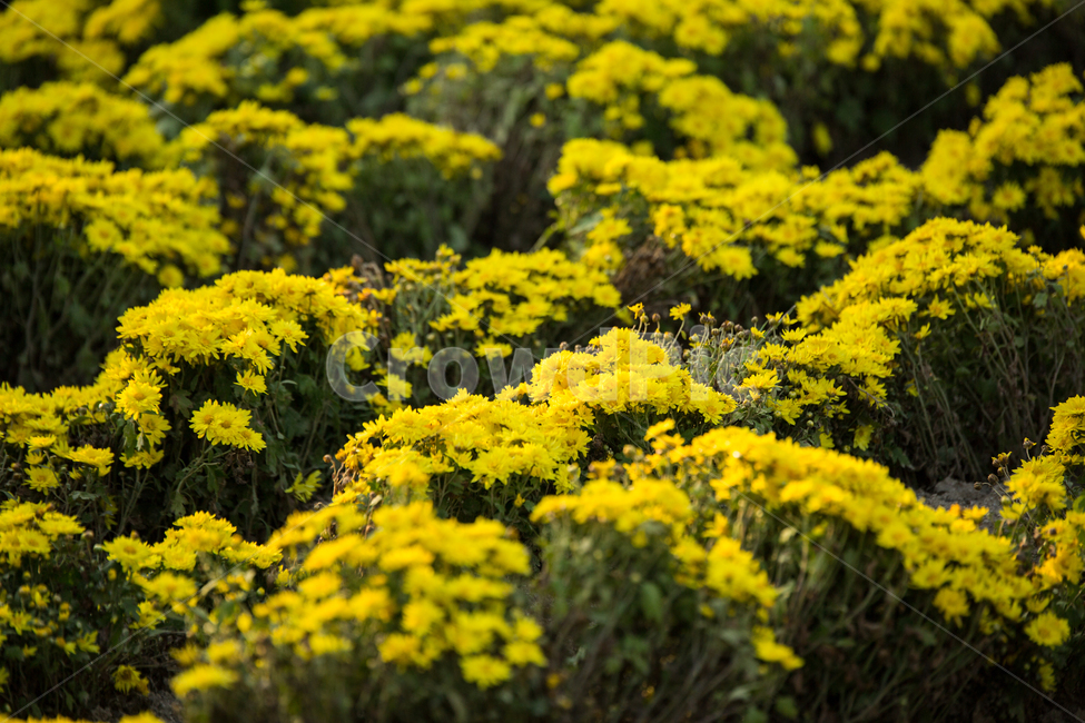 산국,plant,식물,blossom,flower,꽃,식물,자연,plants,nature,꽃,flower