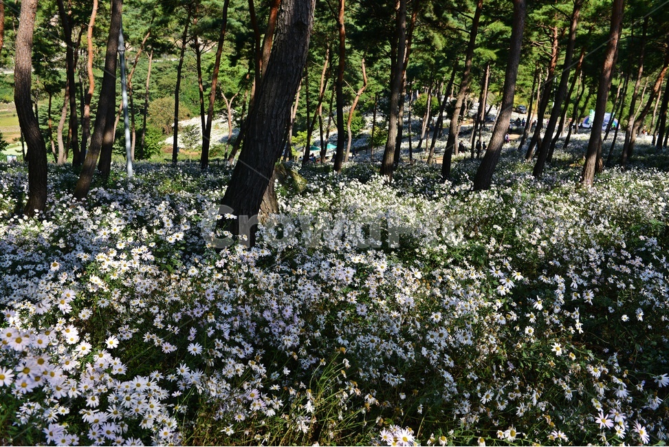 인간,human,person,사람,outdoors,옥외,field,들,nature,자연,plant,식물,tree,나무,treetrunk,나무줄기,정읍,국절초공원,구절초,구절초꽃