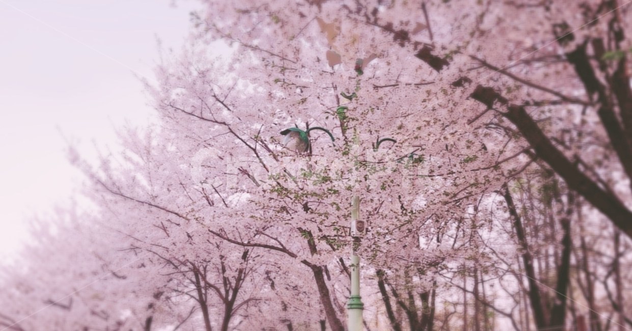 봄,꽃,벚꽃,벚꽃나무,분홍,아름다운,풍경,자연