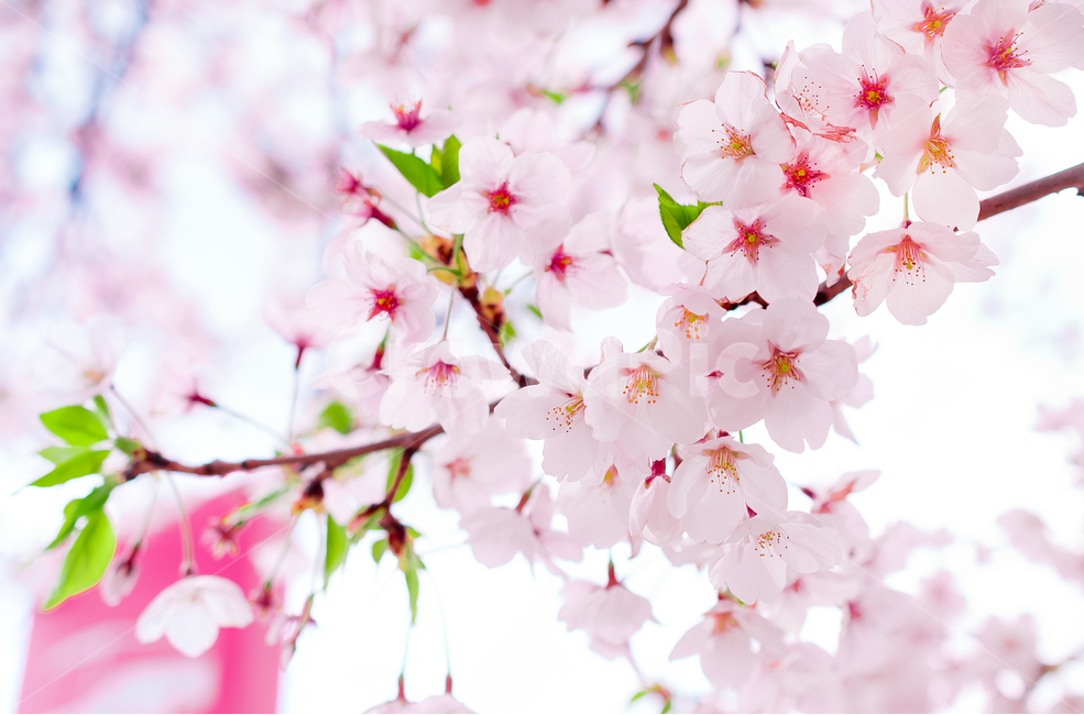 꽃,봄,벚꽃,cherryblossom,spring,flower,beautiful,pink,color,아름다움,핑크,봄,계절,spring,season,식물,자연,plants,nature,꽃,flower,plant,blossom