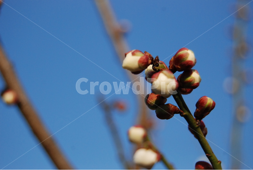 꽃,매화,꽃송이,꽃망울,flower,매화꽃,흰꽃,식물,자연,plants,nature,꽃,flower