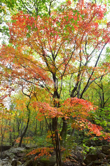 가을,단풍,자연,풍경,북한산,잎,단풍잎,붉은,나무,계절,계곡,숲,힐링,plant,fall,autumn,season,forestnature,landscape,한국자연풍경,한국자연경관,korea,tree,maple,leaf,가을,계절,fall,autumn,season,자연,풍경,nature,landscape,식물,plants,나무,trees,wood