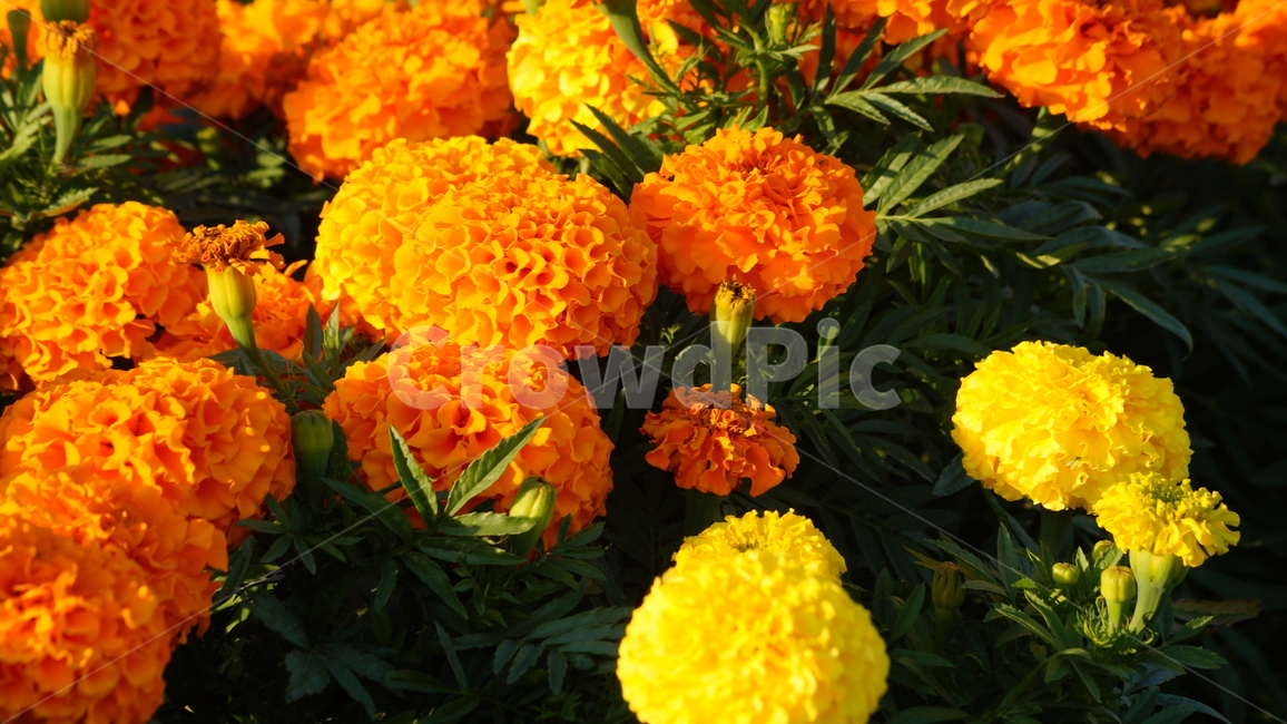 Cheonsu Guk,African Marigold,flower Festival,flower road,flower