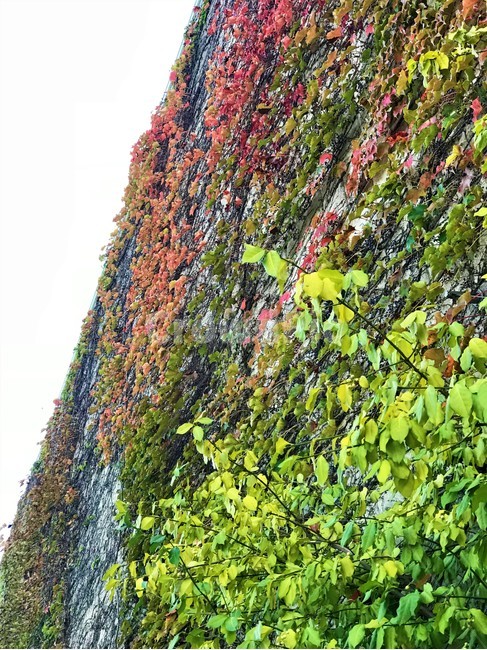 낙엽,담쟁이,수직정원,덩쿨식물,plant,담벼락,가을,가을,계절,fall,autumn,season,식물