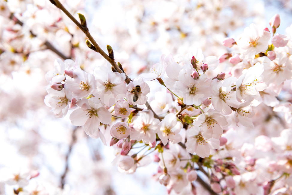 진해,꽃,벚꽃,봄,따듯한,봄,계절,spring,season,식물,자연,plants,nature,꽃,flower,plant,blossom